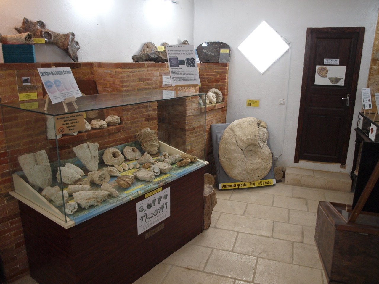 salle de paléontologie 3