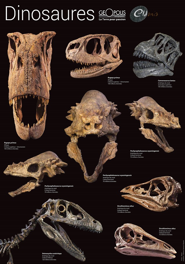 2 Posters de squelettes de dinosaures en partenariat avec Eldonia