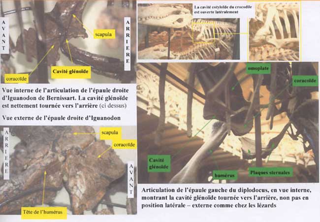 Dinosaure :  cavité glénoïde.