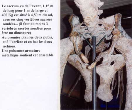 Dinosaure : atlasaurus imelakei.