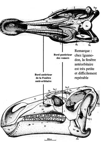 Dinosaure : tête d'iguanodon.