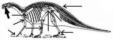 Dinosaure : iguanodon.