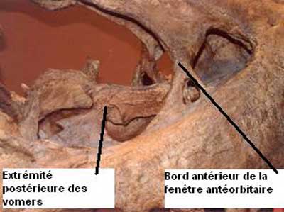 Dinosaure : tête de Tyranosaurus Rex.