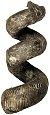 ammonite Eubostrychoceras japonicum