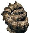 ammonite Muramotoceras yezoense