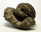 ammonite Nipponites mirabile
