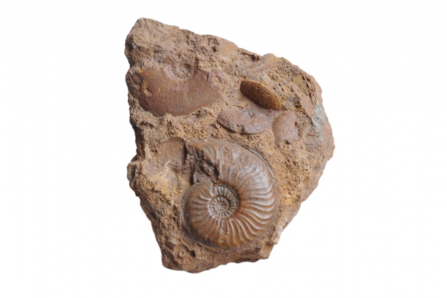 3-ammonites