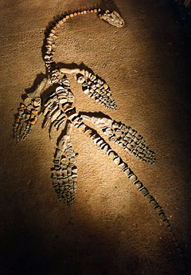 plesiosaure